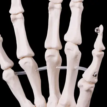 2019 NAUJAS Vertus, Bendras Skeleto Anatomijos Modelis Žmogaus Medicinos Anatomijos Studijų Įrankis, Gyvenimo Dydis