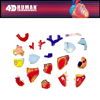 31 Dalis 4D MEISTRAS Surinkti Žmogaus Širdies Anatomiją Modelis Chirurgijos Medicinos Mokymo