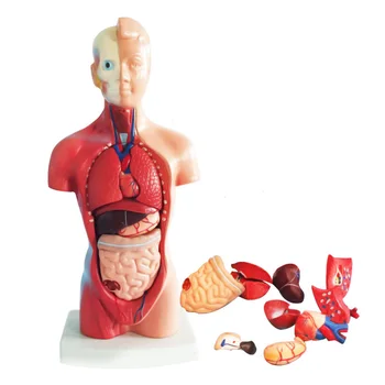 4D Anatomijos Asamblėjos Modelio Žmogaus Organų Mokymo Lavinimo Mokykloje QP2