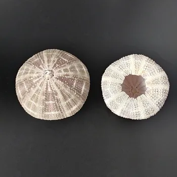 4pcs karšto naujas Gamtinių nekilnojamojo tulžies conchas kriauklių pagal jūros dekoracijos Natūralus jūros ežių amatų jūrmylių namų dekoro