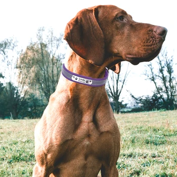 Asmeninį Šunų Antkaklis Atspindintis Reguliuojamas Pet Saugos Karoliai Šunims, Kačių Antkaklis Pavadinimas ID Priskirtą Žymą Graviruotas Pet Accessories