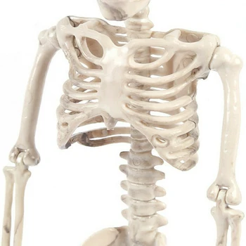 Helovinas Plastiko, Šlifuota Žmogaus Skeletas 40cm Baisu Skeleto Kaulų Apdailos Helovinas Įdomus Cosplay Prop Amatų Namų Dekoro