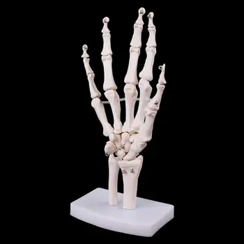 Medicinos rekvizitai modelis Nemokama pašto Vertus, Bendras Skeleto Anatomijos Modelis Žmogaus Medicinos Anatomijos Studijų Įrankis, Gyvenimo Dydis