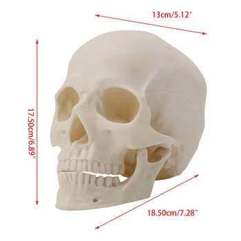 Medicinos rekvizitai modelis Nemokamas pristatymas Realistiškas 1:1 Suaugusiųjų Dydžio Žmogaus Kaukolės Kopija Dervos Meno Mokymo Modelį Medicinos