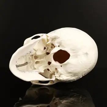 Naujas 1:1 Žmogaus Anatomijos Modelis Standartas Žmonių Kaukolės Galvos Anatomija Imitavimo Modeliai Medicinos Studentai, Studijuojantys Mokymo Reikmenys