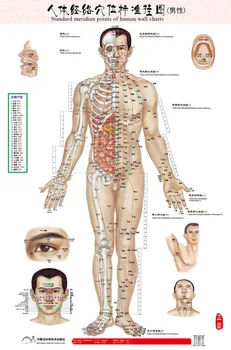 Standartinis Meridian taškų žmogaus siena diagramos kūno akupunktūra taškų, diagramos ir ZhenJiu Moxibustion Masažas Diagramos