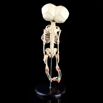 Žmogaus Kūdikiui Deformuojasi Galva Kaukolės Mokslinių Tyrimų Modelį, Skeleto Anatomijos Smegenų Anatomijos Mokymo Studijų Ekranas