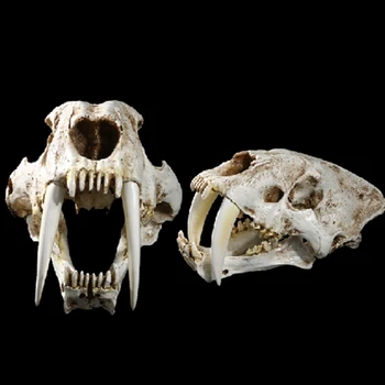 1:1 Dydis Amerikos Senovės Gyvūnų, Kalavijas Danties Katė, Tigras Kaukolė Sabertooth Smilodon Fatalis Pavyzdys Modelis Gyvūnų Skeleto Modelis