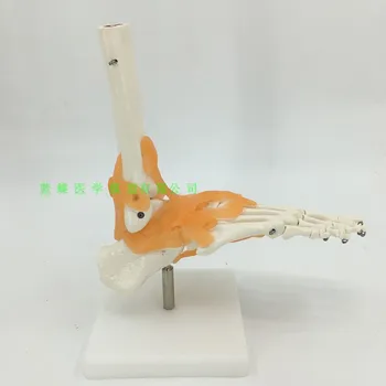 1:1 raištis modelis pėdos sąnario Pėdos kaulų modelis Medicinos mokymo modelį