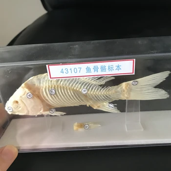 1pcs LAUKE Taxidermy žuvies kaukolės pavyzdys nekilnojamojo kaulų Rinkimas mokyklos mokymo paramos studijų