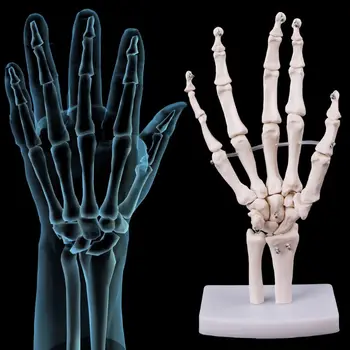2019 NAUJAS Vertus, Bendras Skeleto Anatomijos Modelis Žmogaus Medicinos Anatomijos Studijų Įrankis, Gyvenimo Dydis