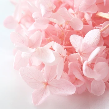 20g aukštos kokybės natūralių šviežių hydrangea džiovintų gėlių galvos 