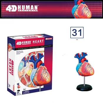 31 Dalis 4D MEISTRAS Surinkti Žmogaus Širdies Anatomiją Modelis Chirurgijos Medicinos Mokymo
