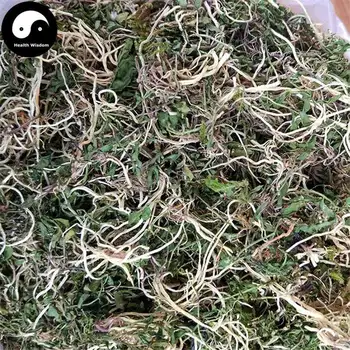 Draudimas Bian Lian, Herba Lobeliae Chinensis, Kinijos Lobelia Žolė