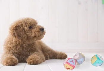 Šuo uostinėja kamuolys mokymo įspūdį katė uostyti kamuolys lengvai emocijas kramtymas pet žaislas kamuolys