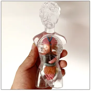 28cm Aišku kristalų Moterų Žmogaus Liemens Modelis Surinkti Medicininis Modelis, Anatomija, Kūnas, Biseksualų Anatomijos Mokslo, Švietimo Žaislai