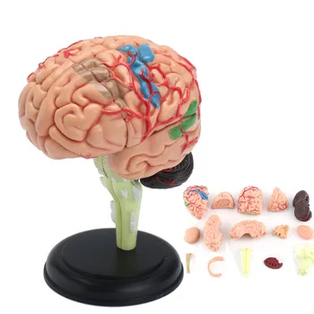4D Anatominių Žmogaus, Smegenų Anatomijos Modelis Medicinos Mokymo Priemonė Žaislas, Statulos, Skulptūros Medicinos Mokyklos Naudoti 7.2*6*10cm