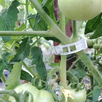 50pcs Pomidorų Vegetaras Sodo Augalų Paramos Klipai Pinučių Virvės Šiltnamio efektą sukeliančių Invernadero