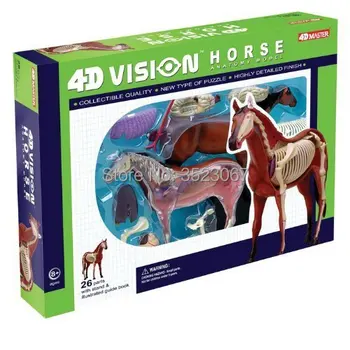 Arklių Anatomijos Modelis 4D Vizija, Modelis 4D Meistras endcational žaislai