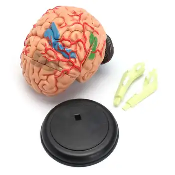 4D Anatominių Žmogaus, Smegenų Anatomijos Modelis Medicinos Mokymo Priemonė Žaislas, Statulos, Skulptūros Medicinos Mokyklos Naudoti 7.2*6*10cm