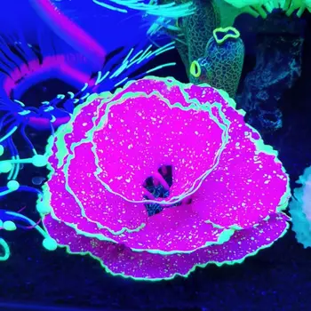 Akvariumas Ornamentas, Papuošimas Žuvų Bakas Kraštovaizdžio Modeliavimas Salotos Koralų Povandeninį Pasaulį, Micro Kraštovaizdžio C6UE