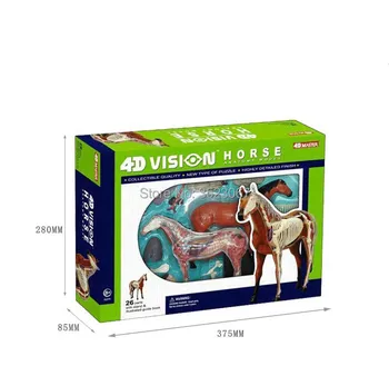 Arklių Anatomijos Modelis 4D Vizija, Modelis 4D Meistras endcational žaislai