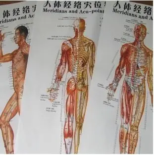 3 Vnt./7pcs Akupunktūra Masažas Taškas Žemėlapyje Kinų ir anglų Meridian Akupresūra Taškų, Plakatai, Diagramos Sienos Žemėlapį Medicinos Mokymo