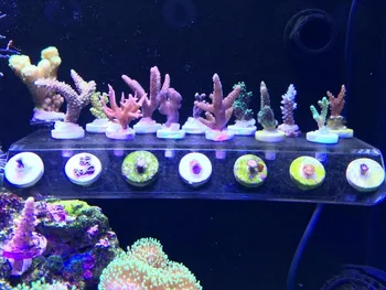 BIS fito plius koralų frag stovas laikiklis mini nano stiprus magnetas nustatyti žuvų akvariumas rifas bakas nuožulniąja plokštuma